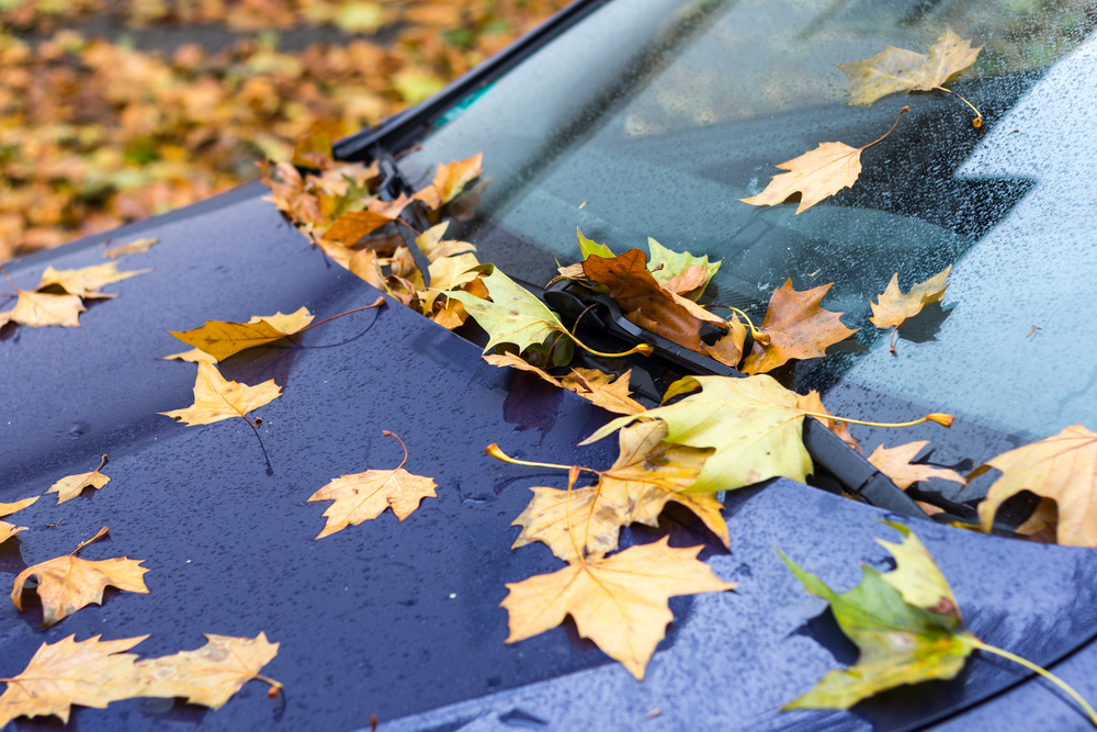 Car,With,Autumn,Foliage,On,Windscreen.